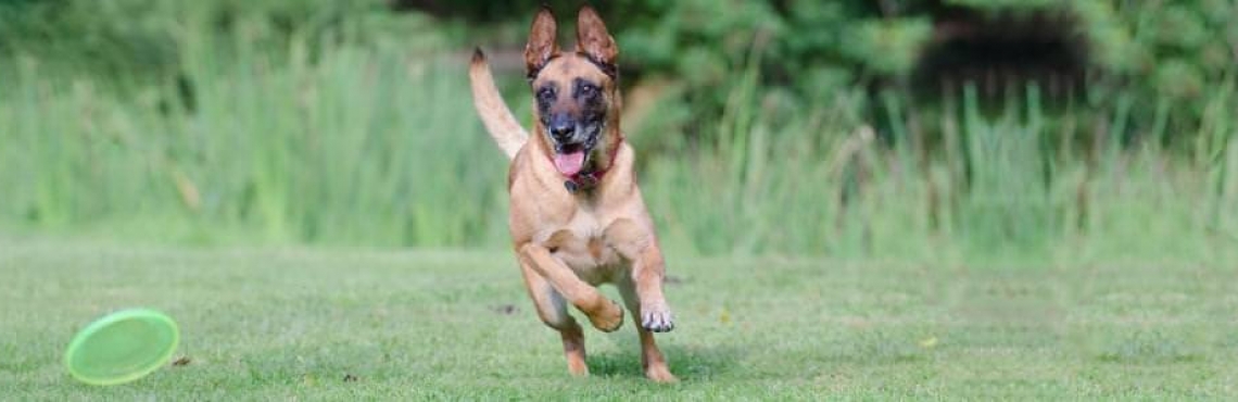 Totino Addestramento E Pensione Per Cani